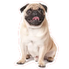 dog-sticker2 dog-sticker2